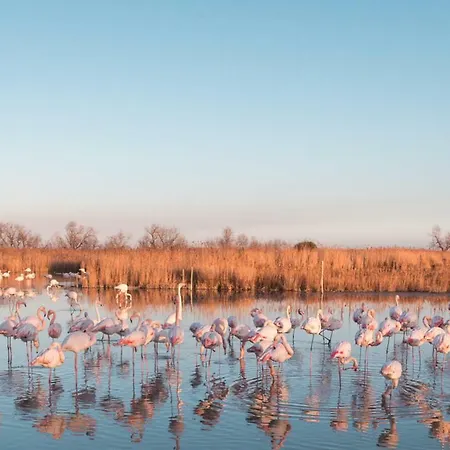 Le Neptune En Camargue Hotel 3*